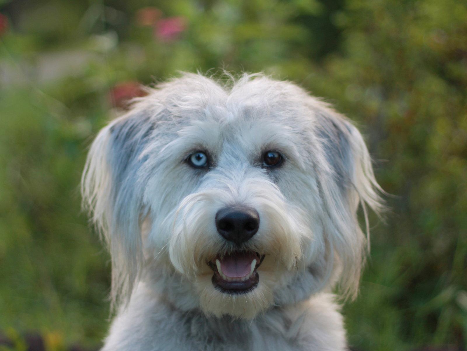 Samson - MEET ME 7/11 - FREE TO ADOPT!, a Adoptable mixed breed in Cookeville, TN image 3/3
