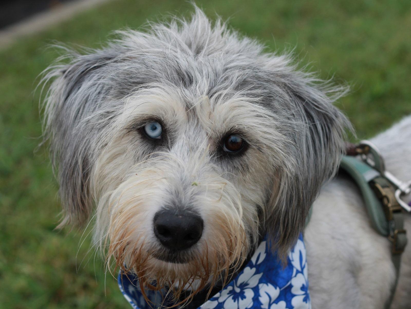 Enlarge Samson, a Adoptable mixed breed in Cookeville, TN image 3/3