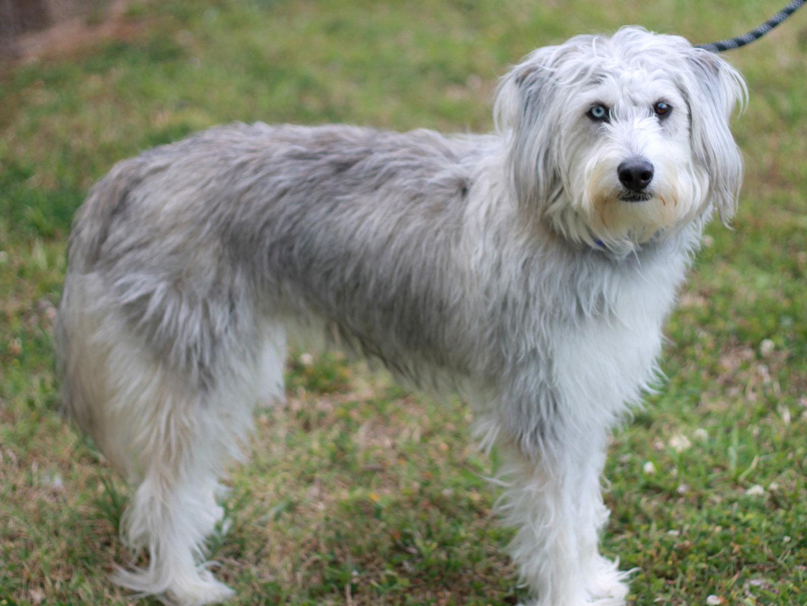 Samson, a Adoptable mixed breed in Cookeville, TN image 3/3
