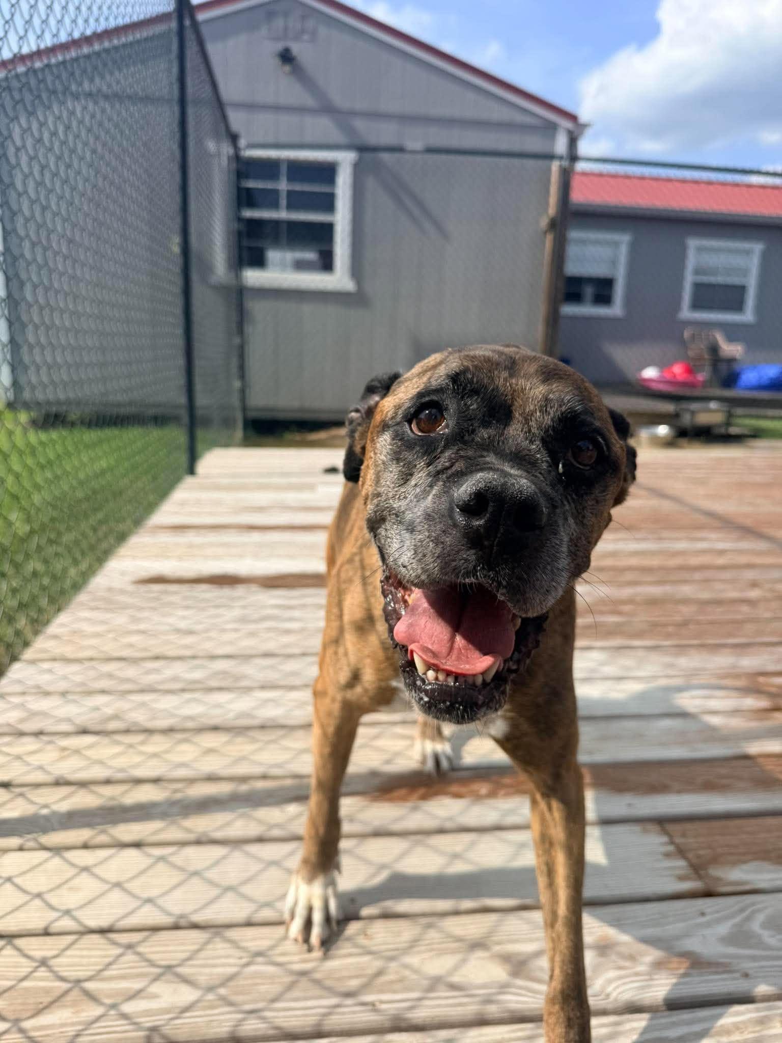 Enlarge Nadine, a Adoptable Boxer in Richmond, KY image 3/6