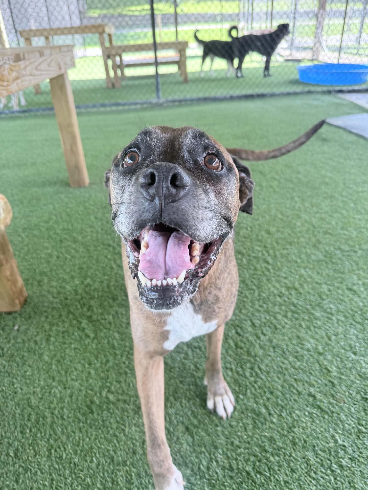 Enlarge Nadine, a Adoptable Boxer in Richmond, KY image 6/6