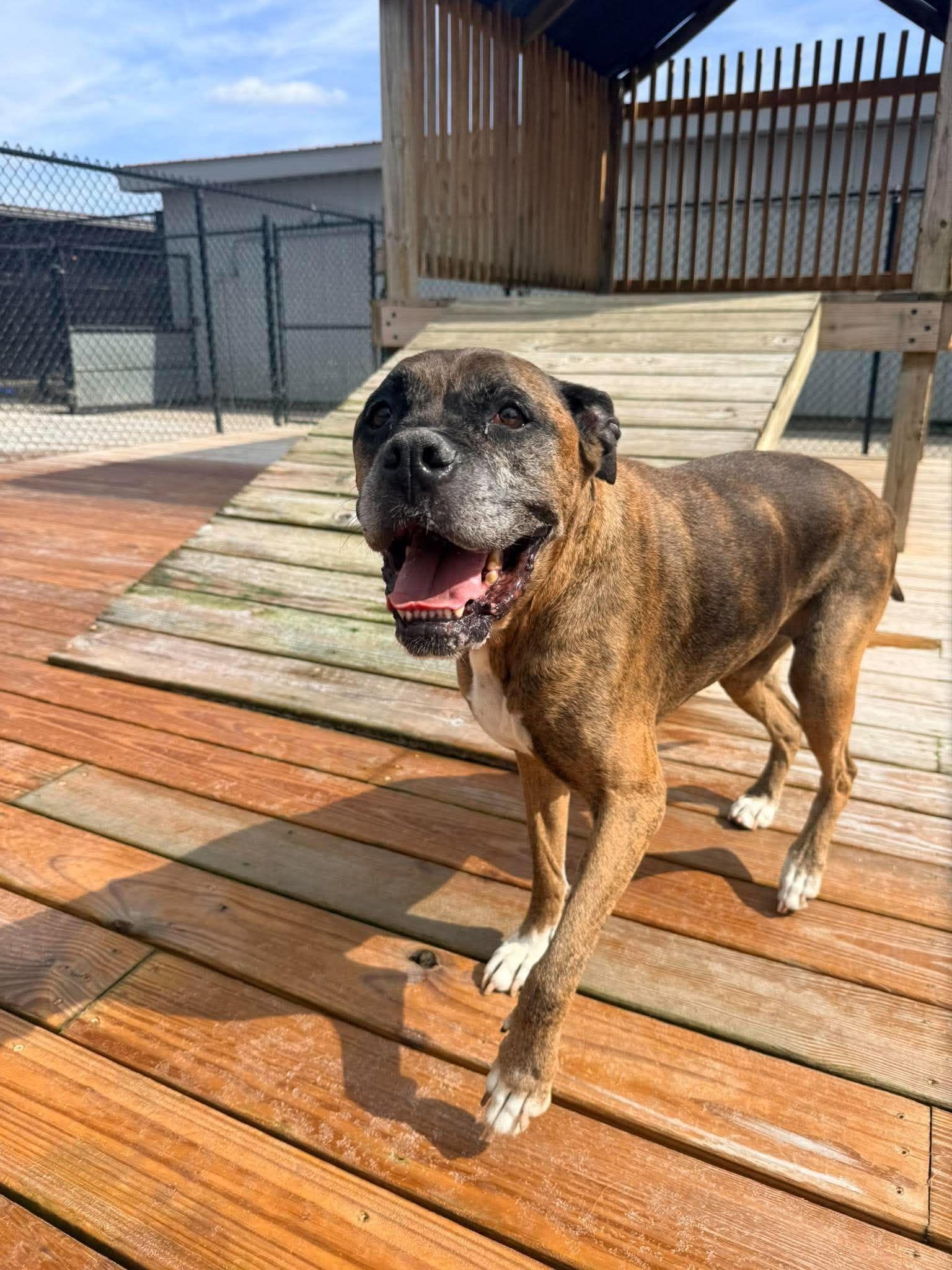 Enlarge Nadine, a Adoptable Boxer in Richmond, KY image 2/6