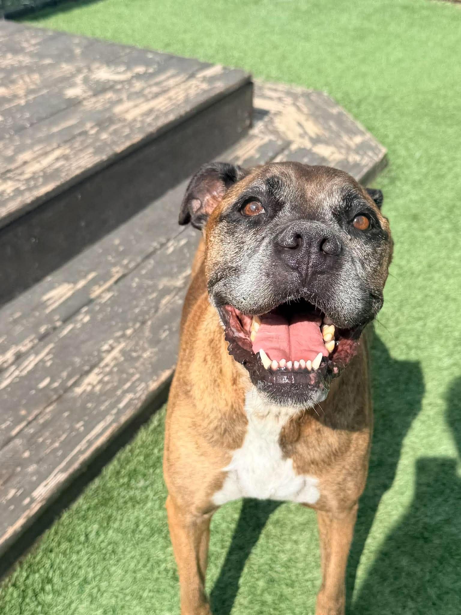Enlarge Nadine, a Adoptable Boxer in Richmond, KY image 1/6