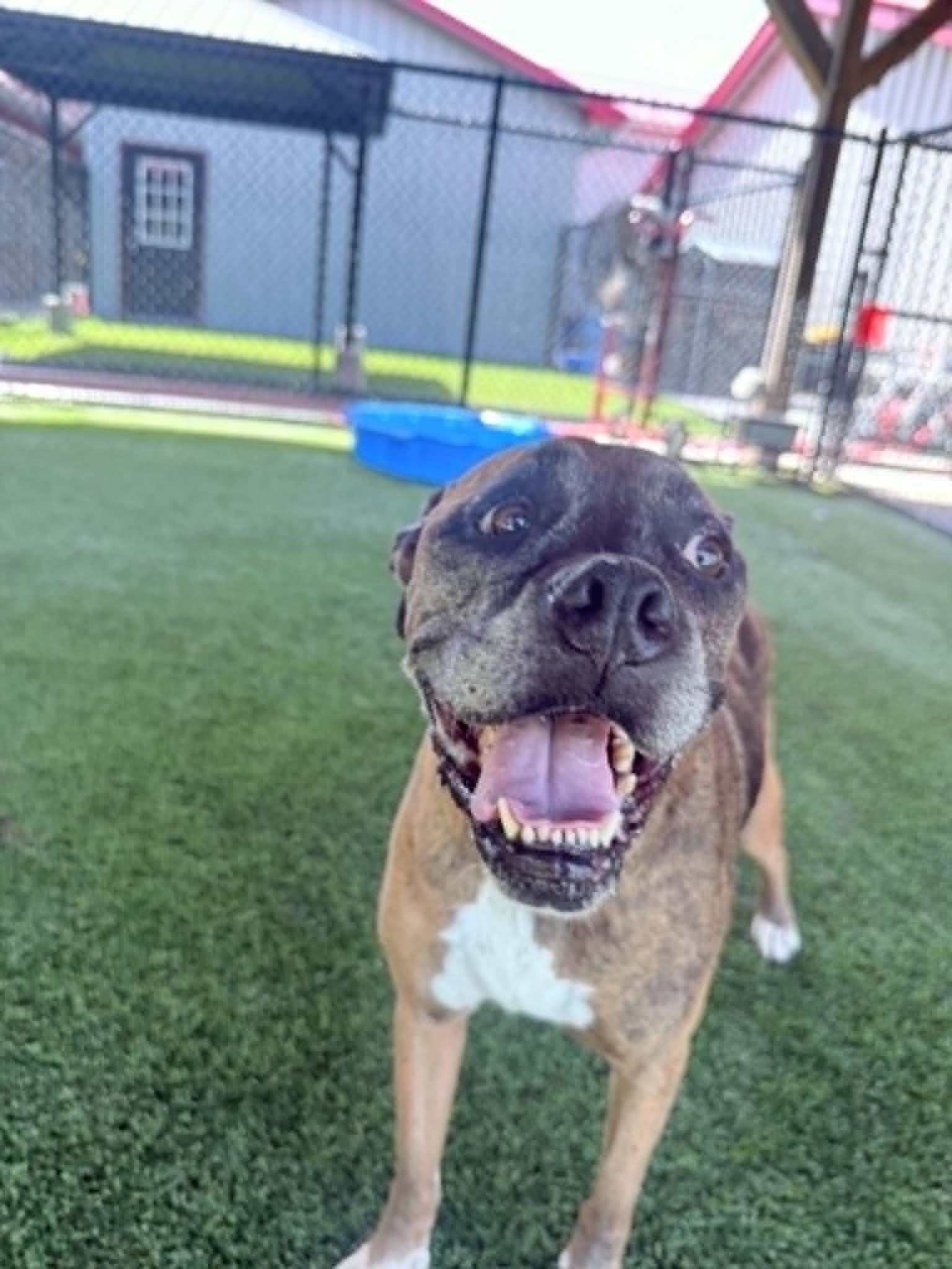 Enlarge Nadine, a Adoptable Boxer in Richmond, KY image 5/6
