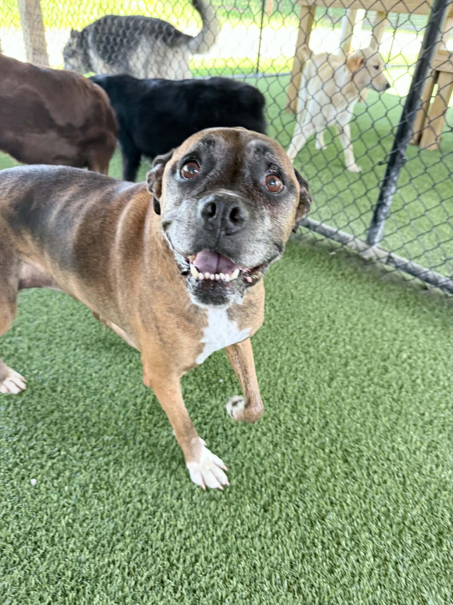 Enlarge Nadine, a Adoptable Boxer in Richmond, KY image 4/6