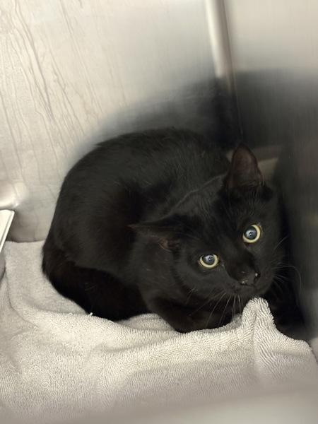 Enlarge Falafel, a Adoptable mixed breed in Canton, GA image 1/1