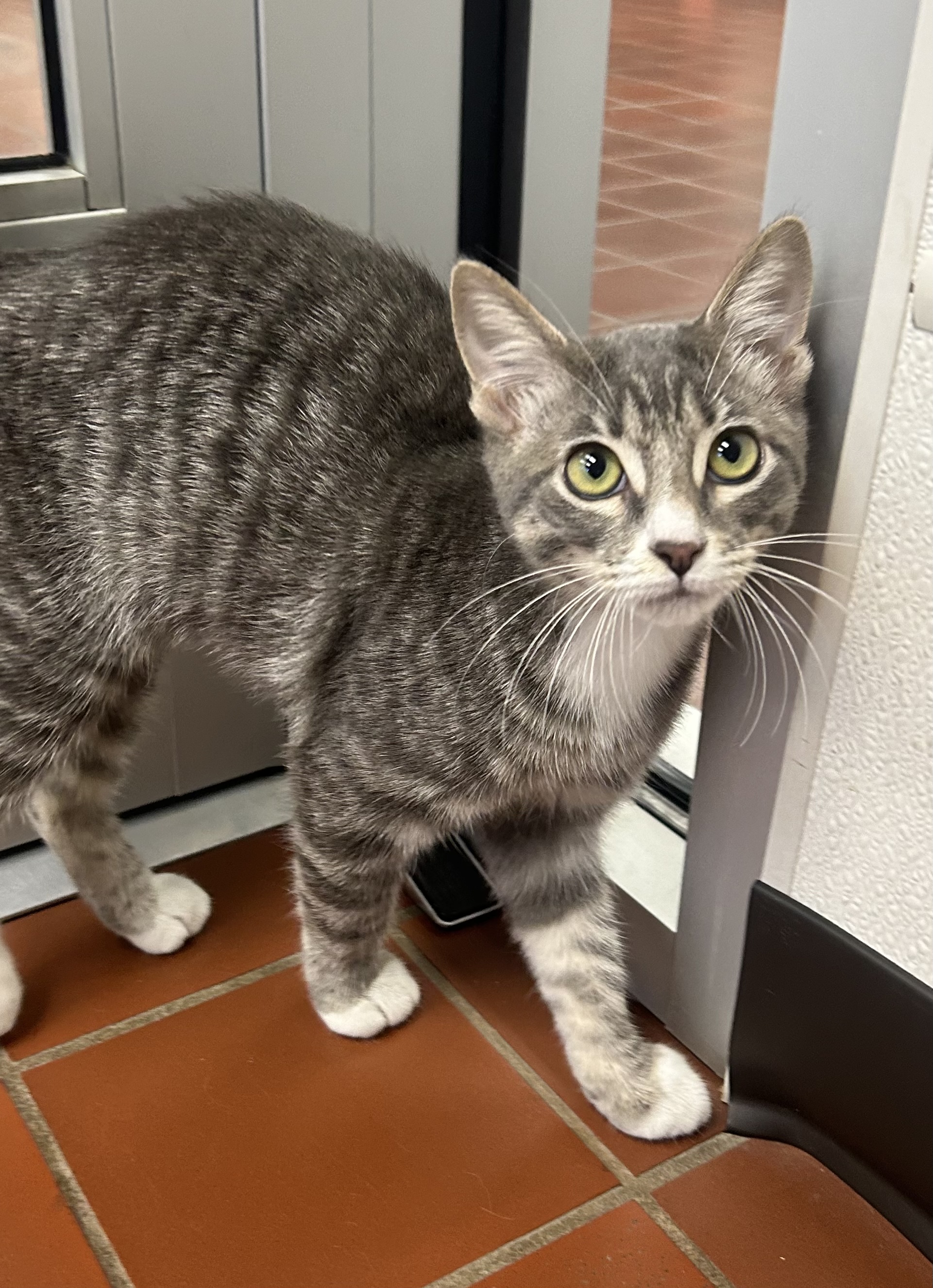 Enlarge Dove, a other mixed breed in Battle Creek, MI image 4/4