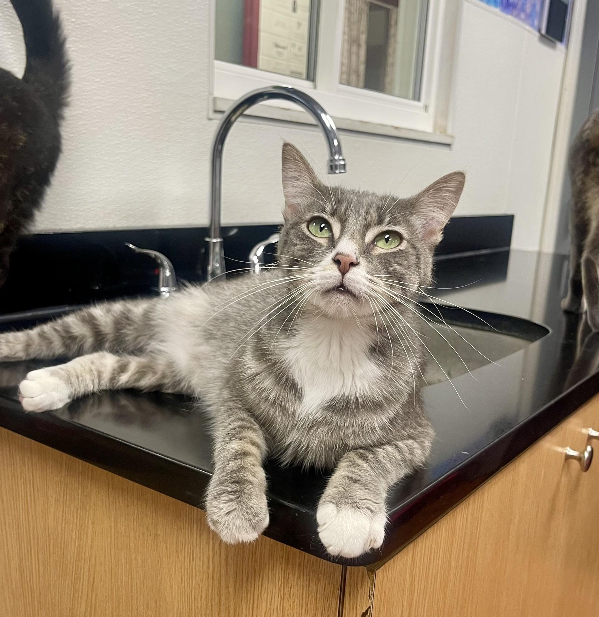 Dove, Adoptable, Young Female Domestic Short Hair.