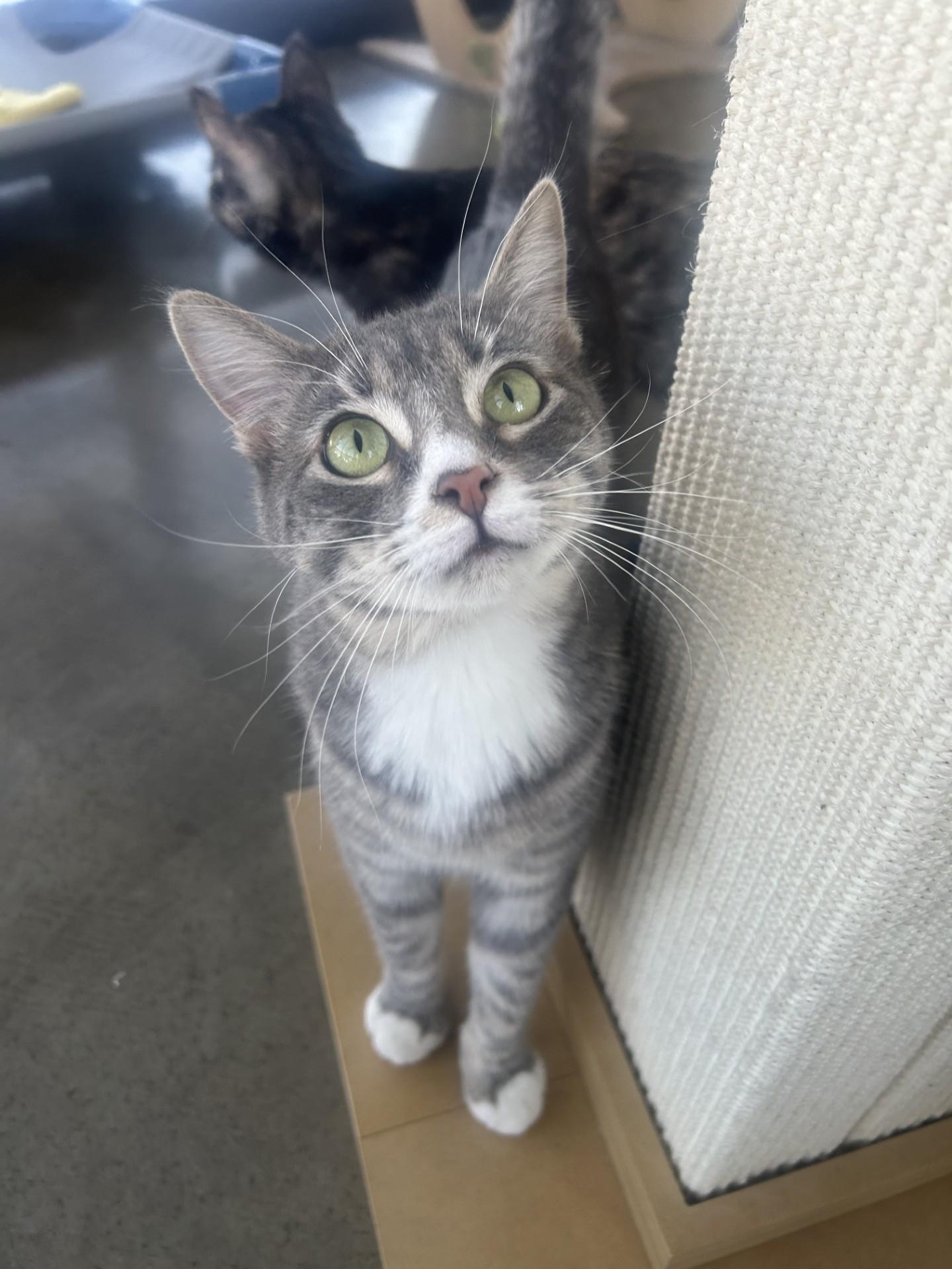 Enlarge Dove, a other mixed breed in Battle Creek, MI image 2/4