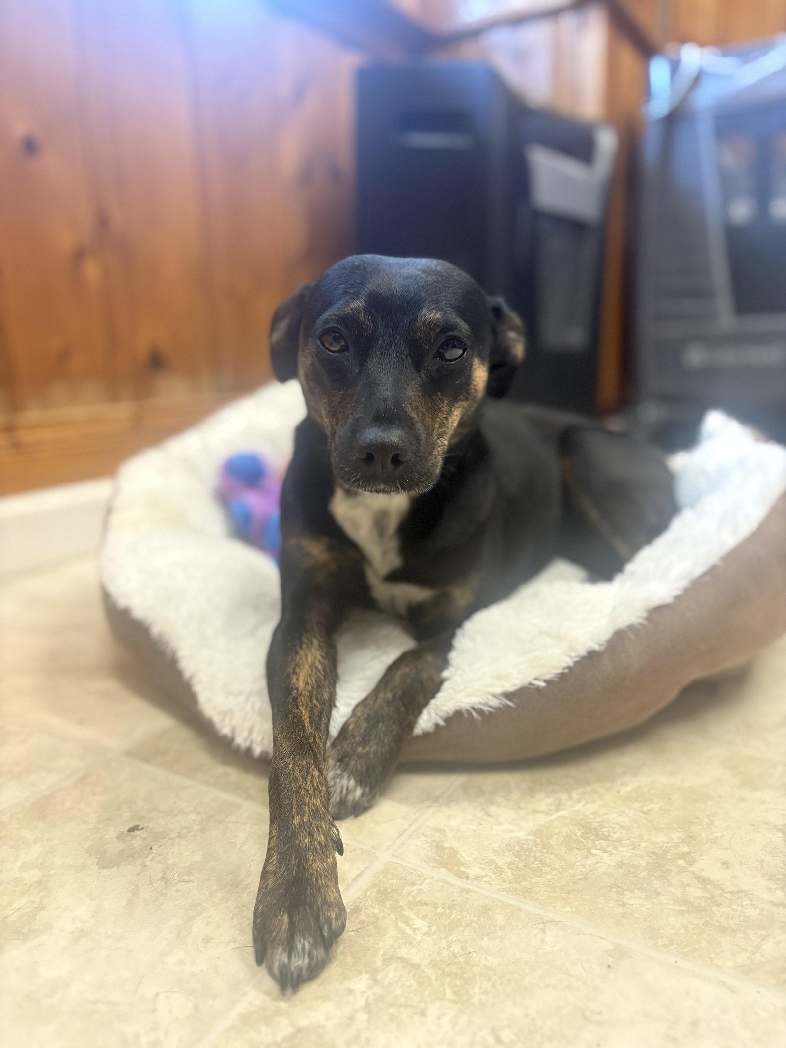 Darla, Adoptable, Young Female Feist.