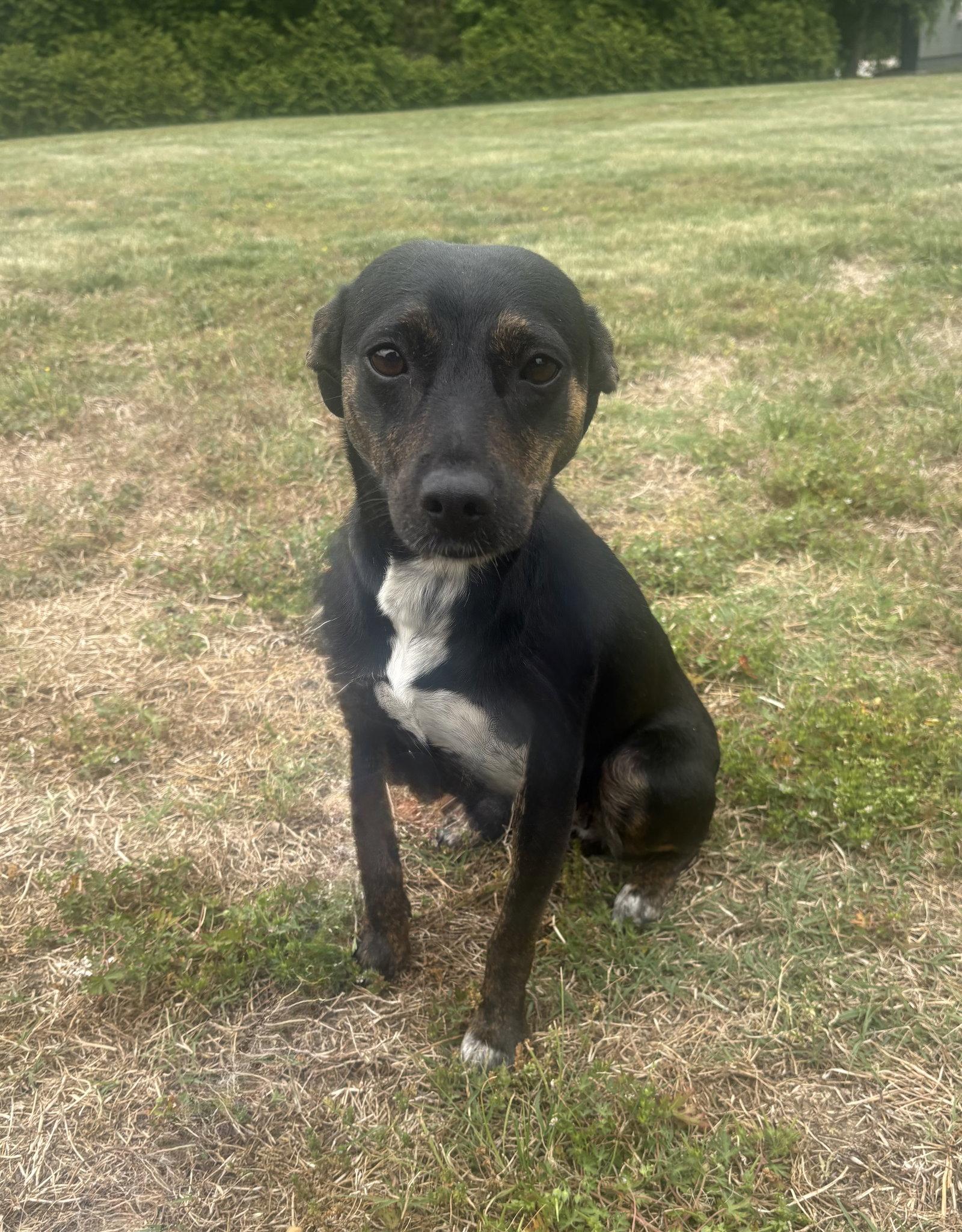 Darla, a Adoptable Feist in Raleigh, NC image 2/3