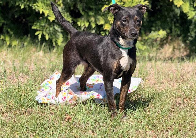 Enlarge Darla, a Adoptable Feist in Raleigh, NC image 2/2