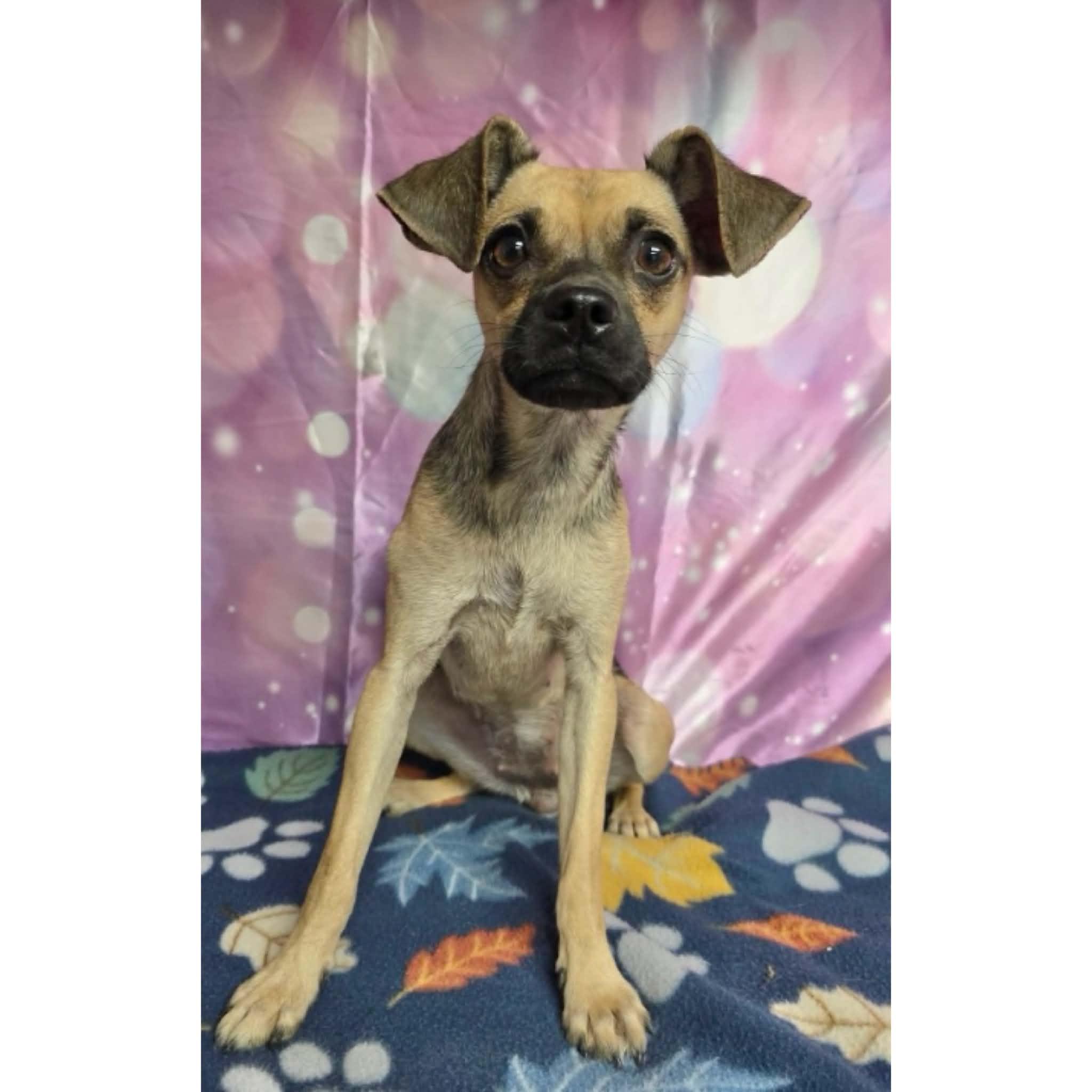 Kylie, a ADOPTABLE mixed breed in Boulder, CO image 2/2