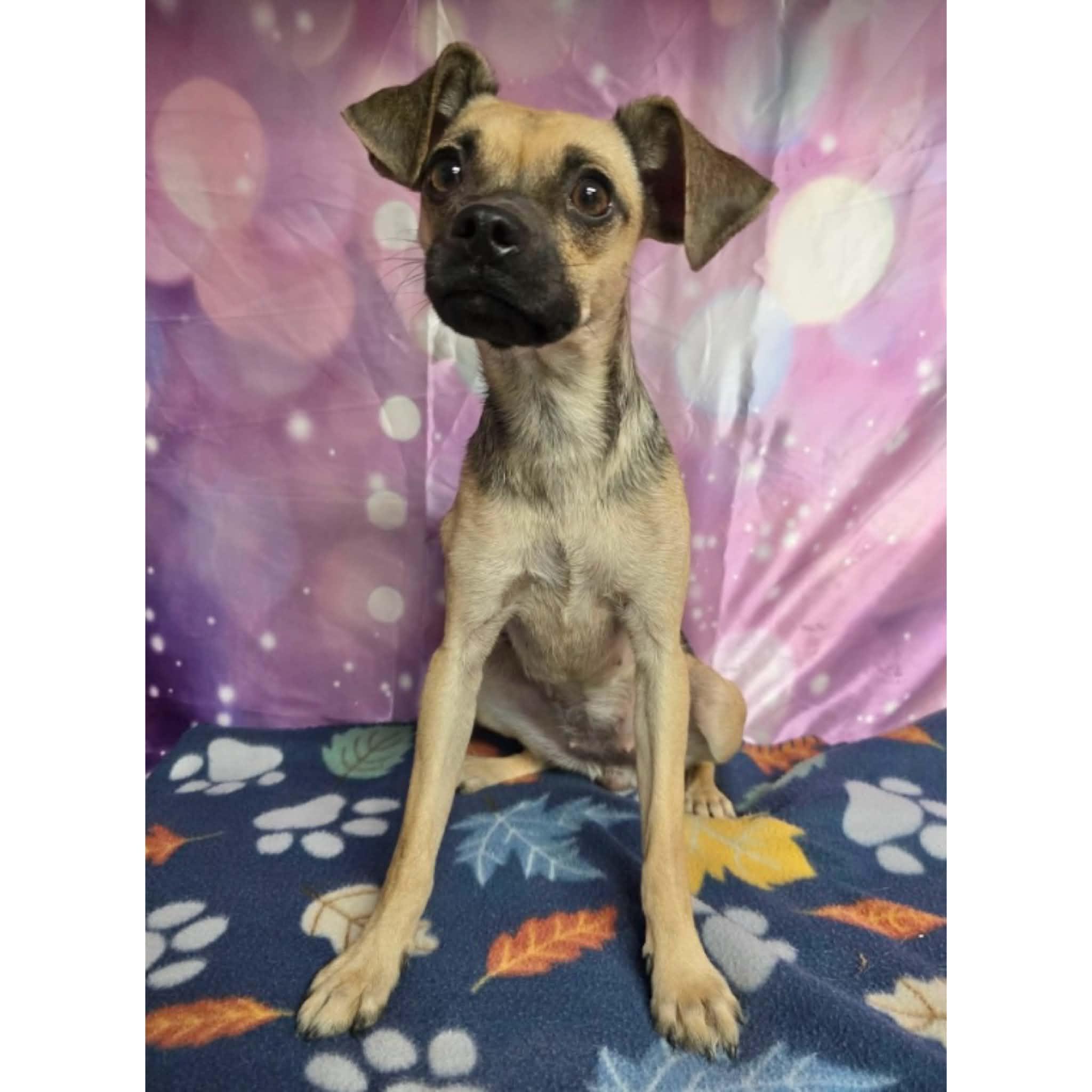 Kylie, ADOPTABLE, Young Female Chihuahua & Pug.