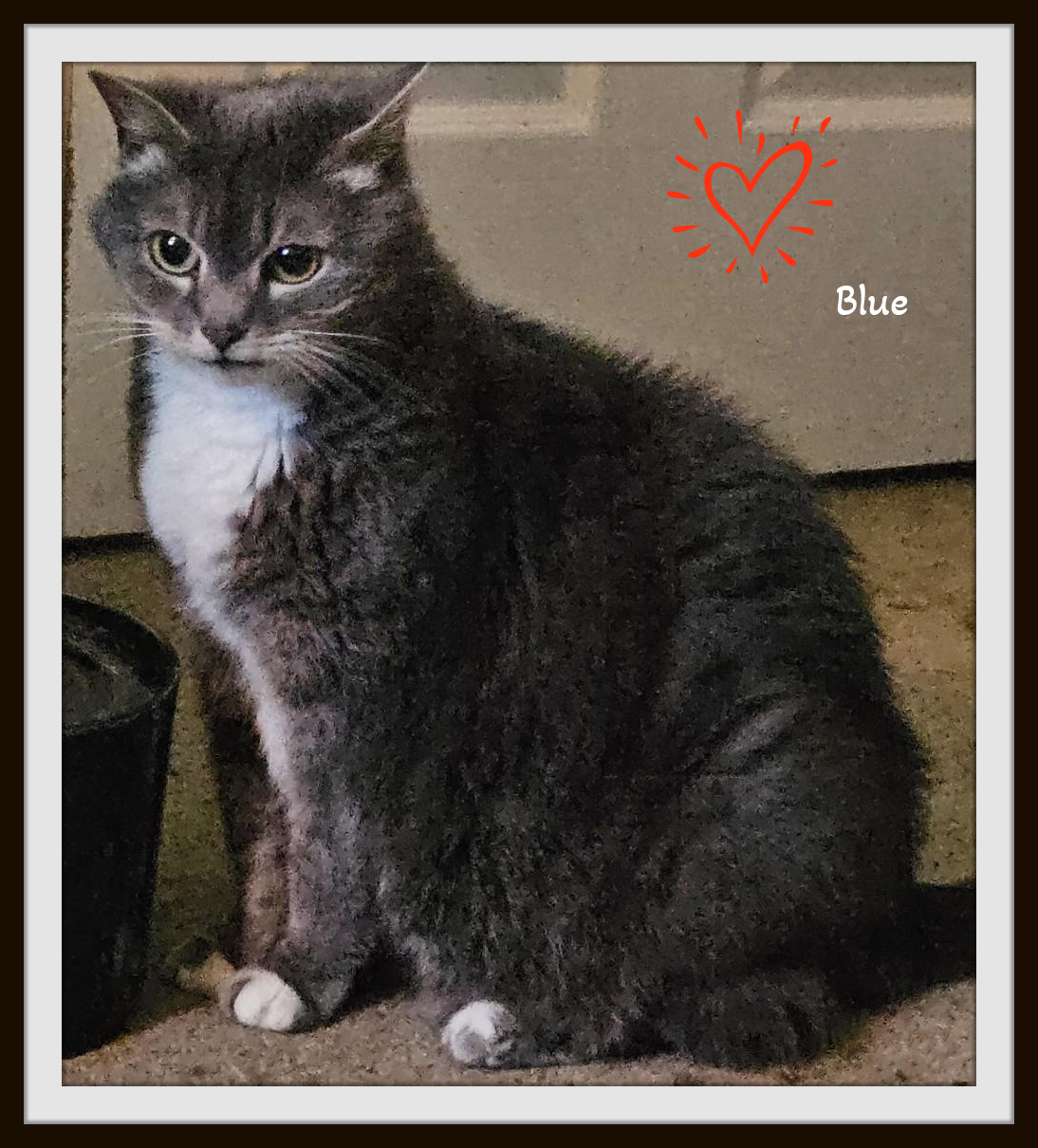 Maddie bonded w/Blue - Maine Coon & Russian Blue Mixed Breed Gals photo 4