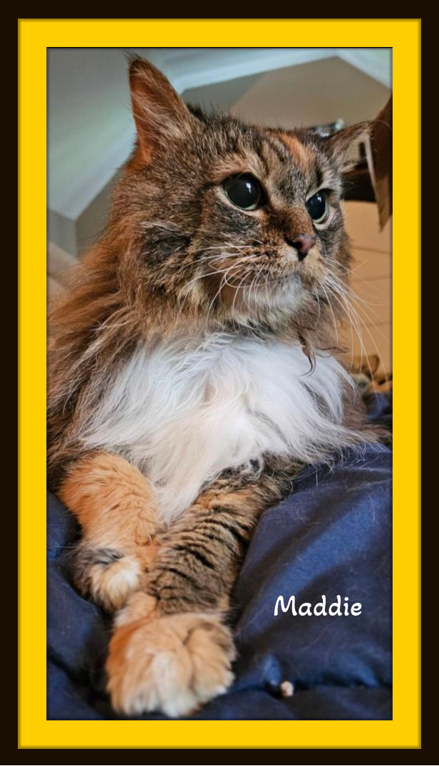 Maddie bonded w/Blue - Maine Coon & Russian Blue Mixed Breed Gals, Adult Female Maine Coon
