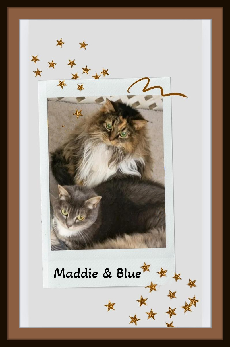 Maddie bonded w/Blue - Maine Coon & Russian Blue Mixed Breed Gals photo 2