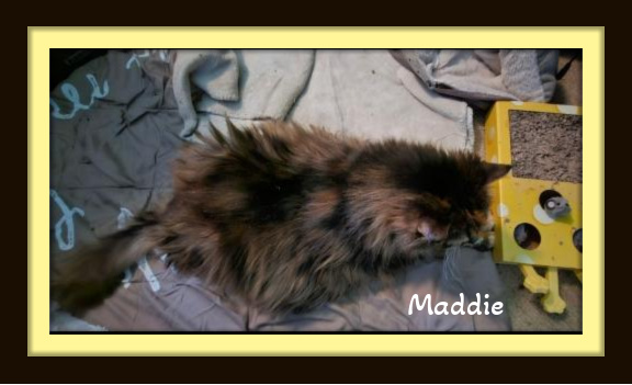Maddie bonded w/Blue - Maine Coon & Russian Blue Mixed Breed Gals photo 3