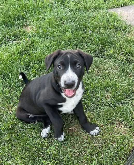 Billy, Adoptable, Puppy Female Shar-Pei.