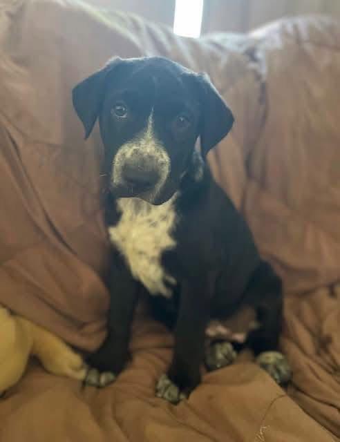 Billy, a Adoptable Shar-Pei in New London, WI image 3/3