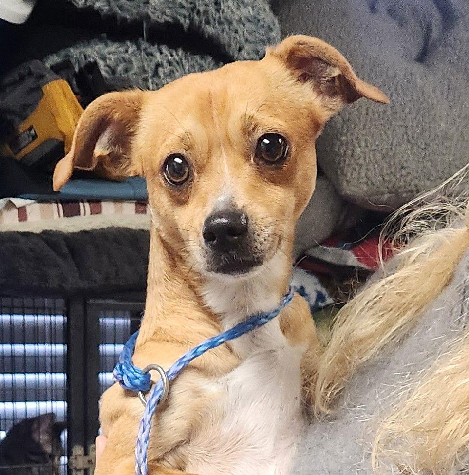 Enlarge Crimson, a Adopted Chihuahua in Oakland Park, FL image 1/2