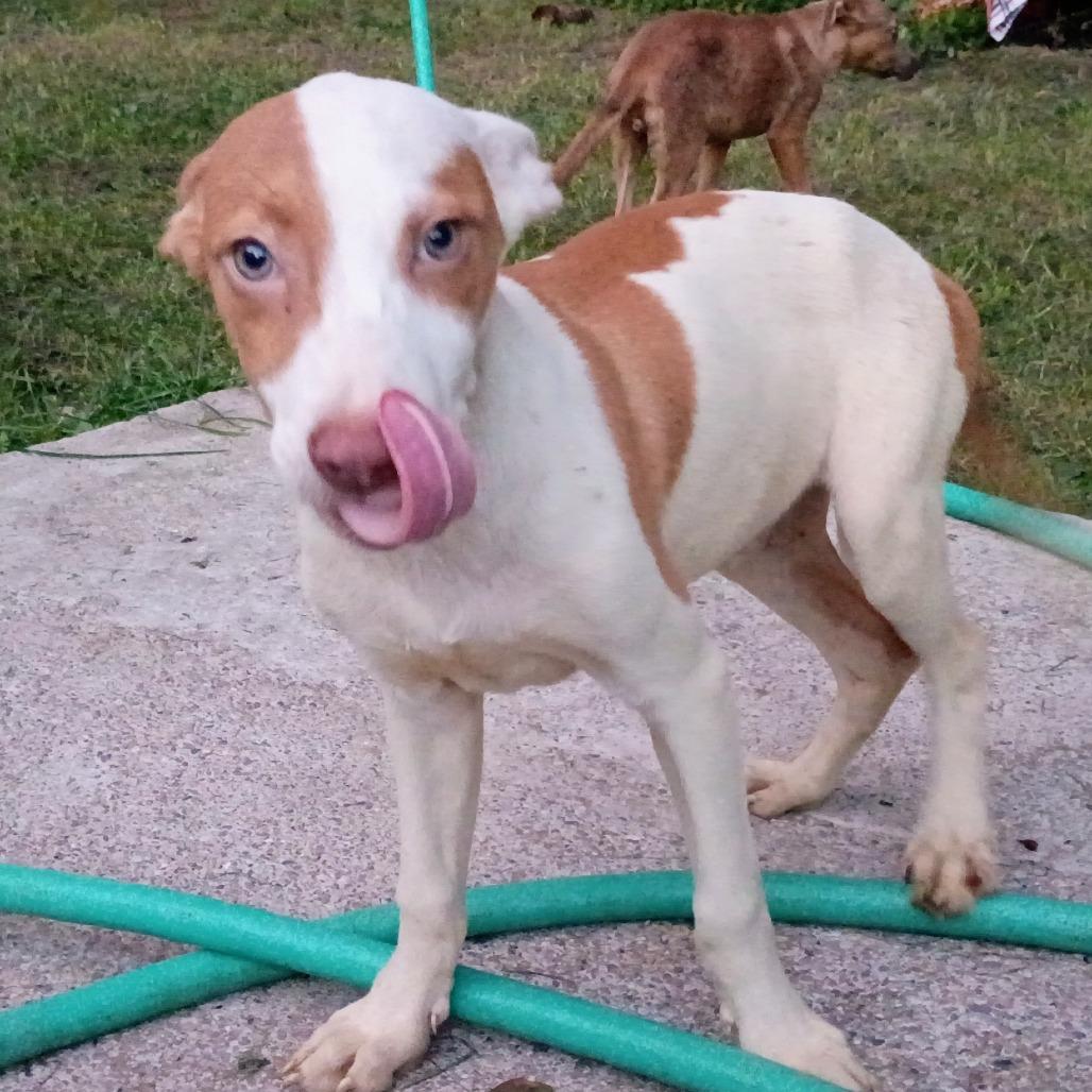 Mack, Adoptable, Puppy Male Vizsla & Mixed Breed.
