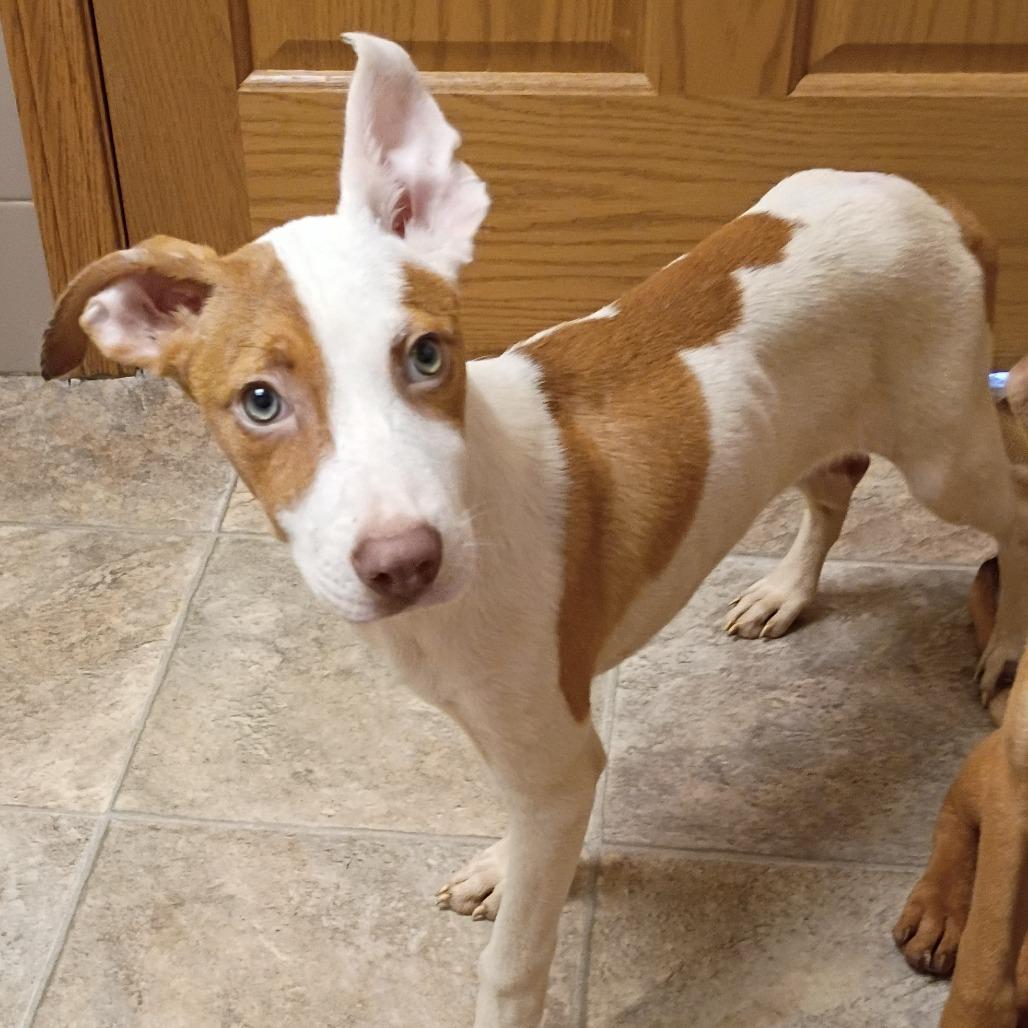 Enlarge Mack, a Adoptable mixed breed in Lima, OH image 2/3