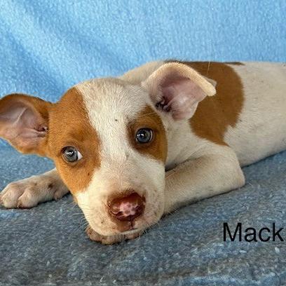 Enlarge Mack, a Adoptable mixed breed in Lima, OH image 3/3