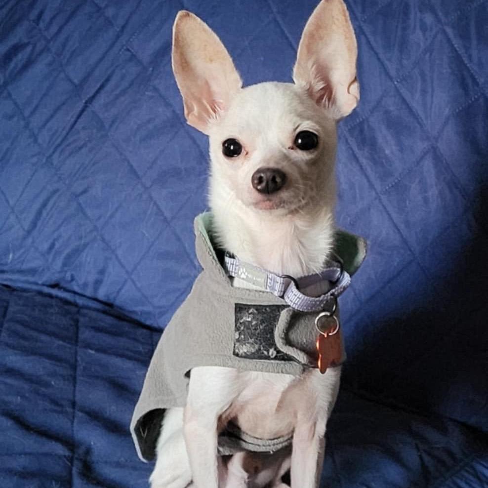 Queso, Adoptable, Adult Male Chihuahua.