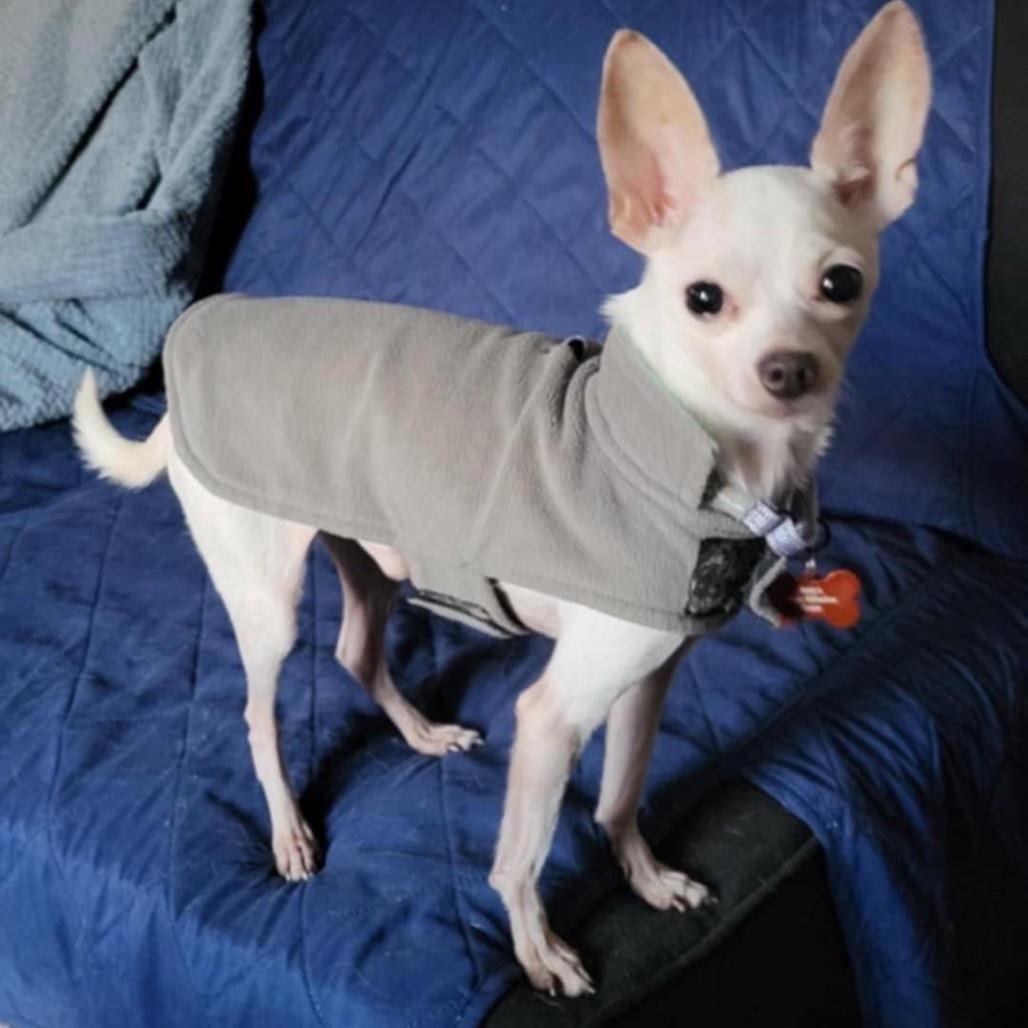 Queso, a Adoptable Chihuahua in Hudson, IL image 2/4