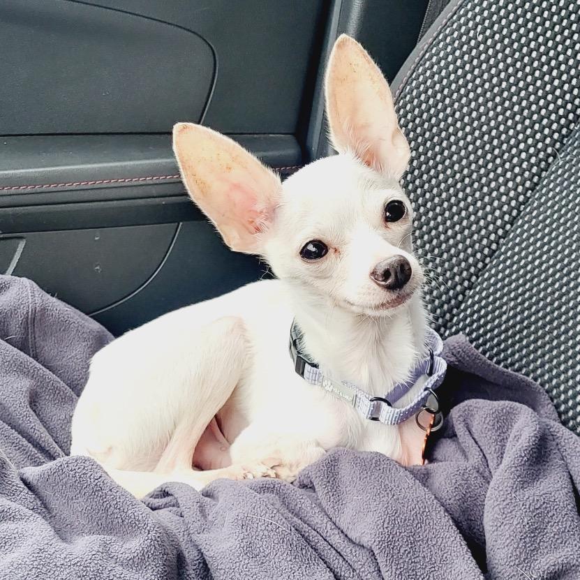 Queso, Adoptable, Adult Male Chihuahua.