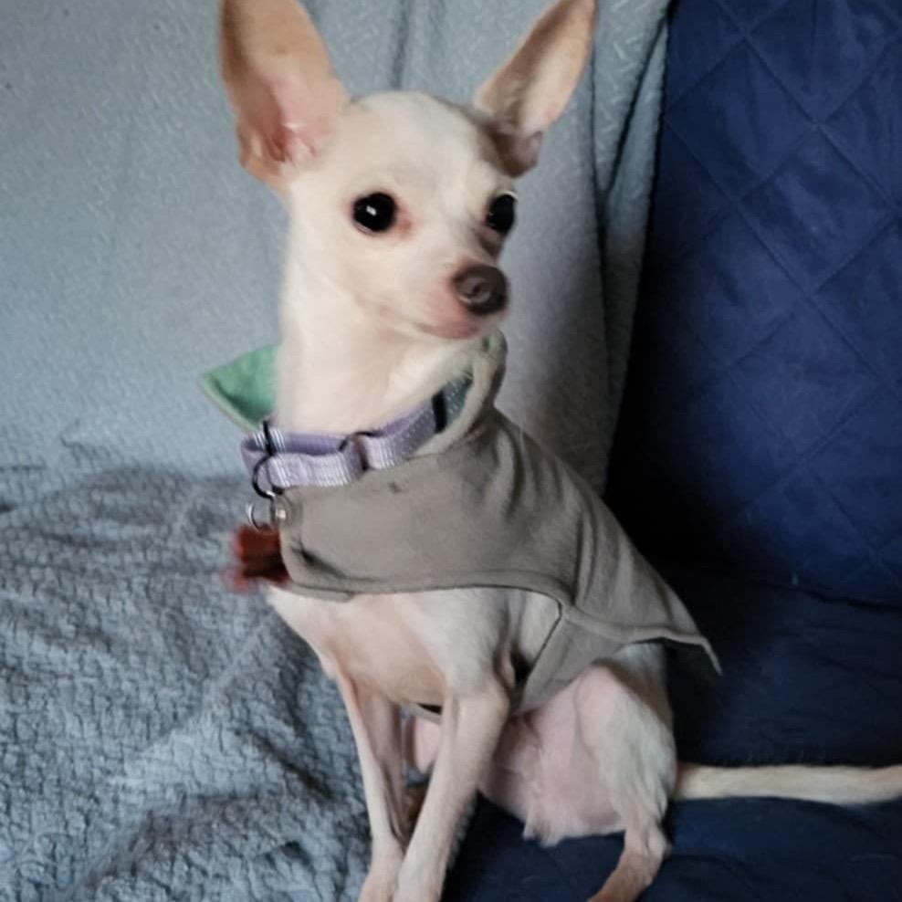Queso, a Adoptable Chihuahua in Hudson, IL image 4/4