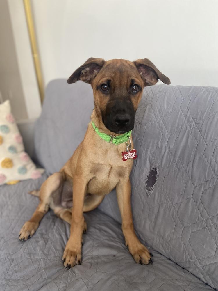 Matteo, Adoptable, Puppy Male Retriever & Shepherd.