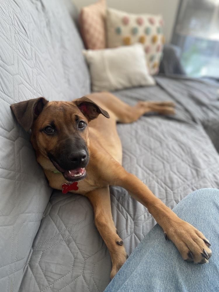 Matteo, a Adoptable mixed breed in Valley Stream, NY image 2/6