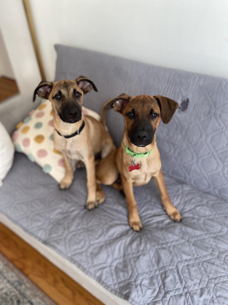 Enlarge Matteo, a Adoptable mixed breed in Valley Stream, NY image 4/6