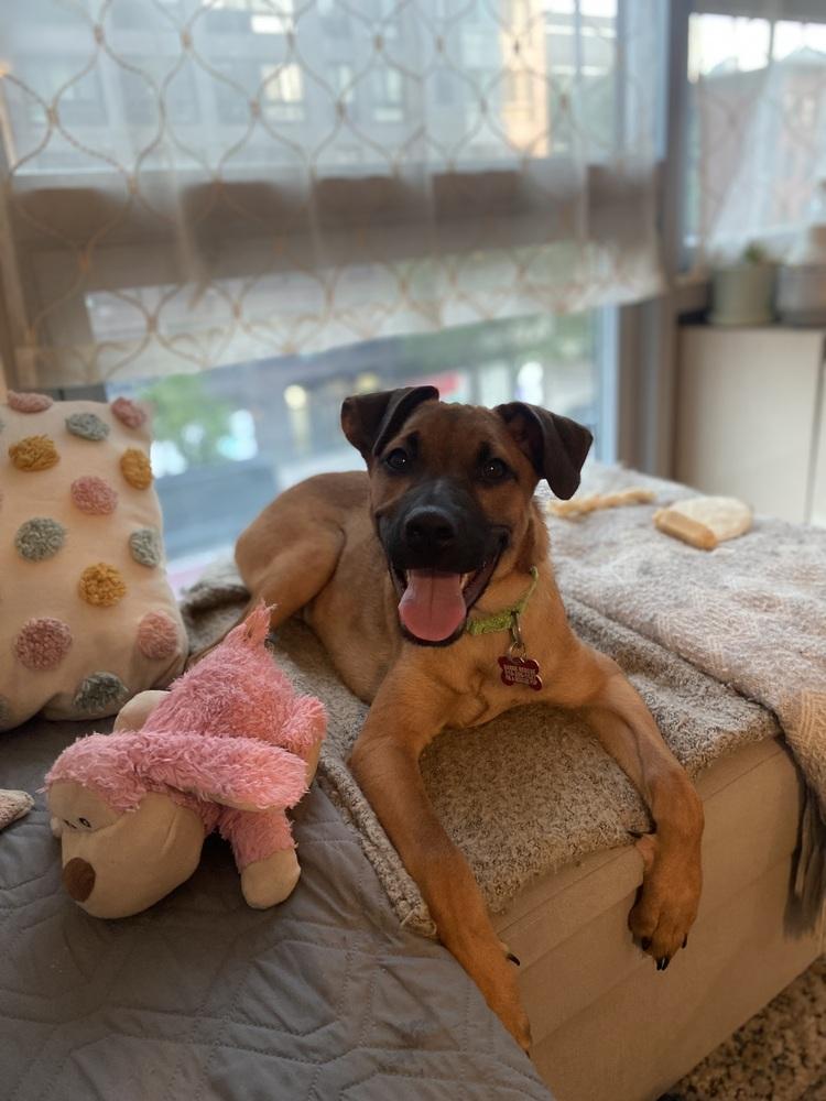 Matteo, a Adoptable mixed breed in Valley Stream, NY image 5/6
