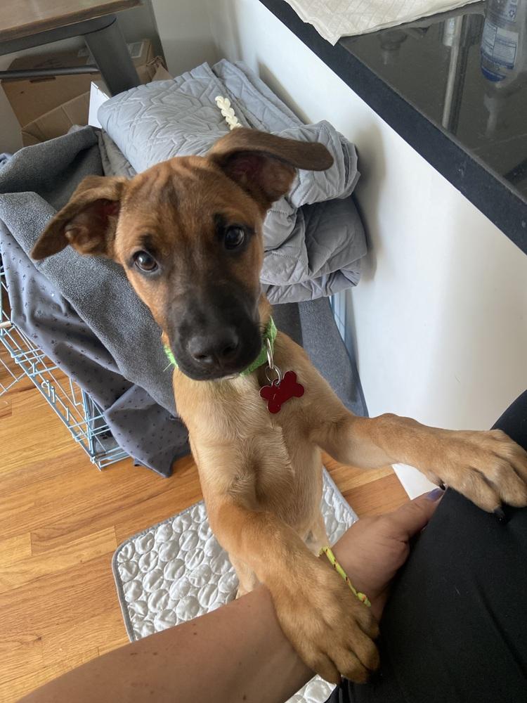 Enlarge Matteo, a Adoptable mixed breed in Valley Stream, NY image 6/6