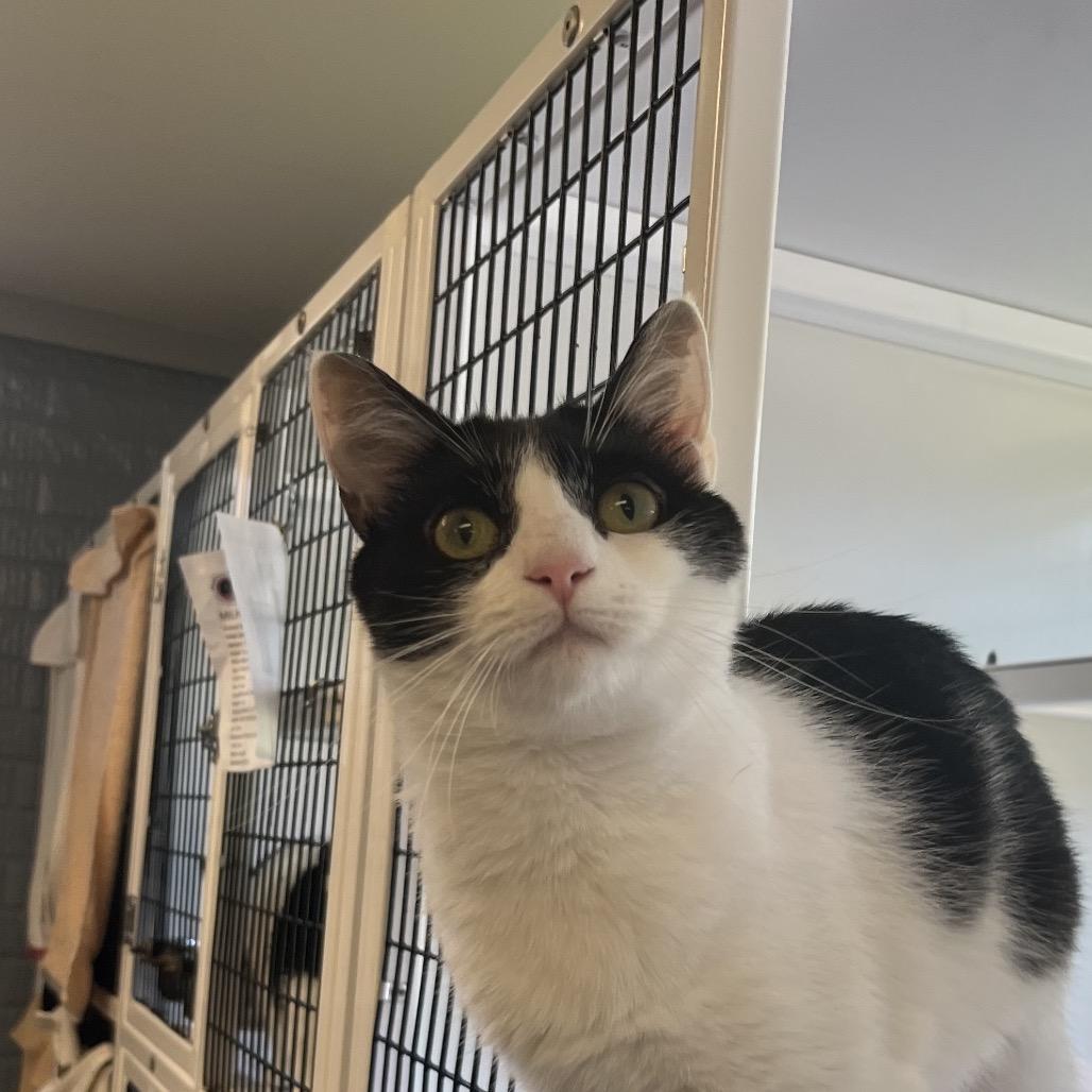 Sushi, Adoptable, Young Female Domestic Short Hair.