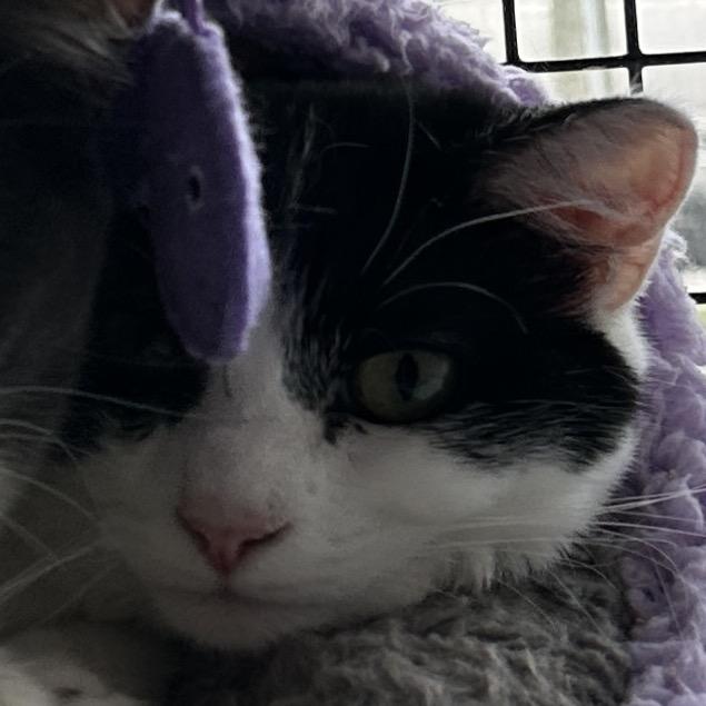 Sushi, a Adoptable Domestic Short Hair in Ruckersville, VA image 2/2