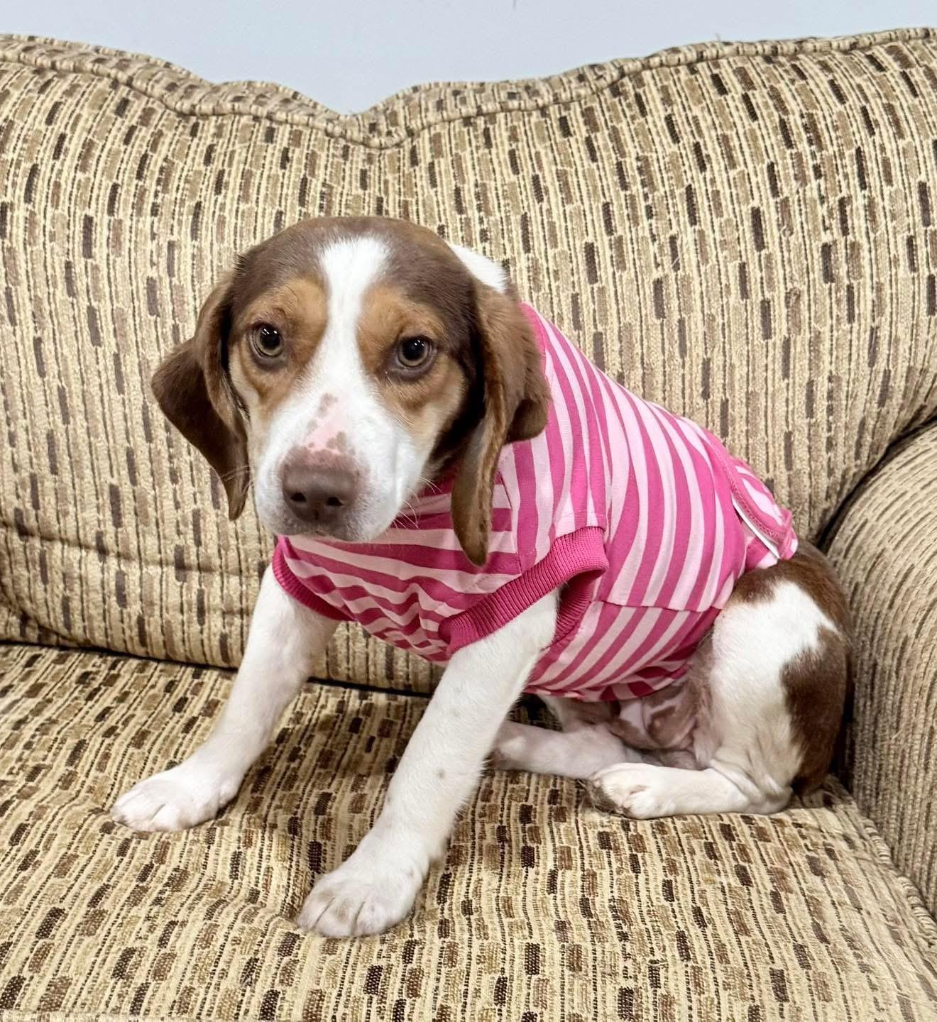 Anna, an adopted Beagle in Vermilion, OH image 2/2