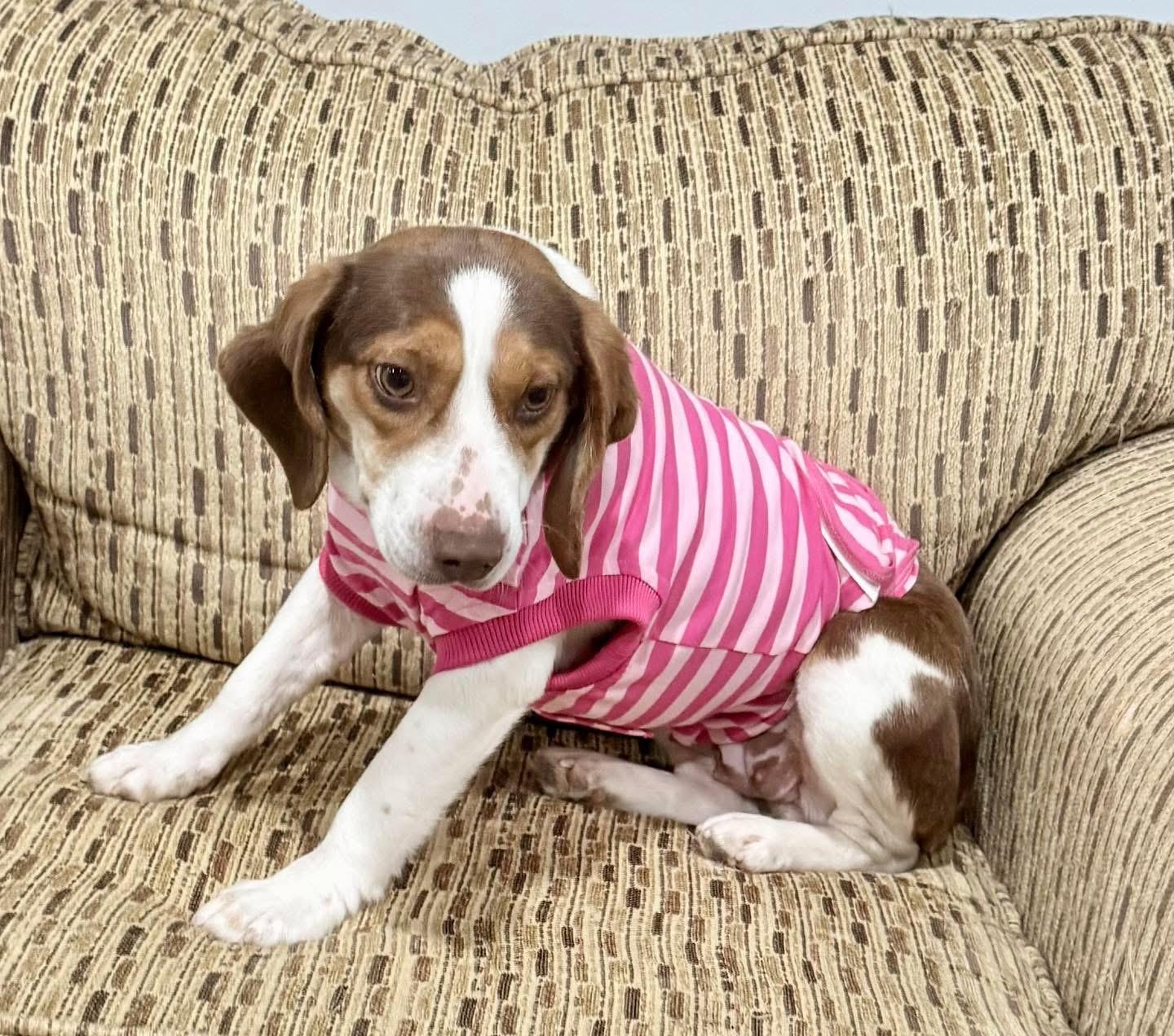 Anna, an adopted Beagle in Vermilion, OH image 1/2