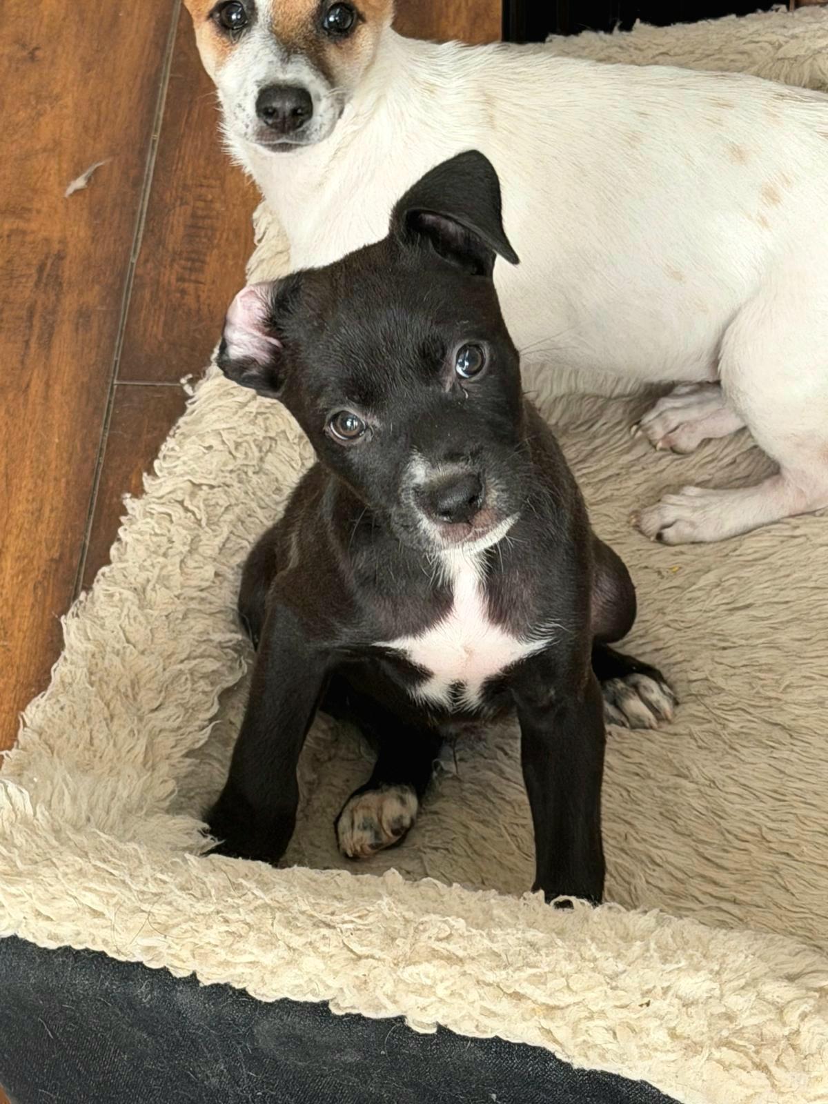 CANNOLI "In NY: Foster &/or Forever Home Needed!", a Adoptable mixed breed in New York, NY image 2/5