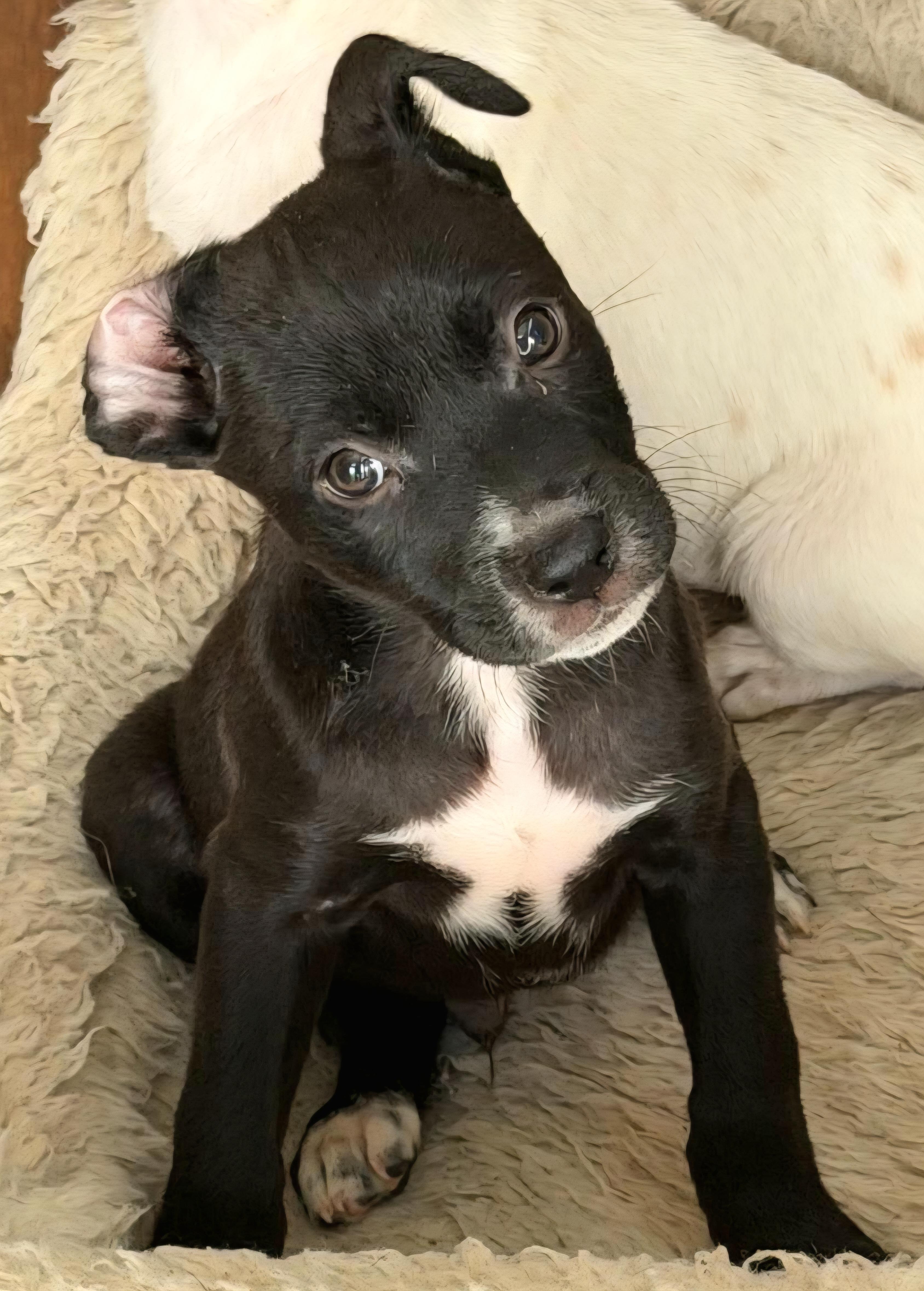 CANNOLI "In NY: Foster &/or Forever Home Needed!", a Adoptable mixed breed in New York, NY image 4/5