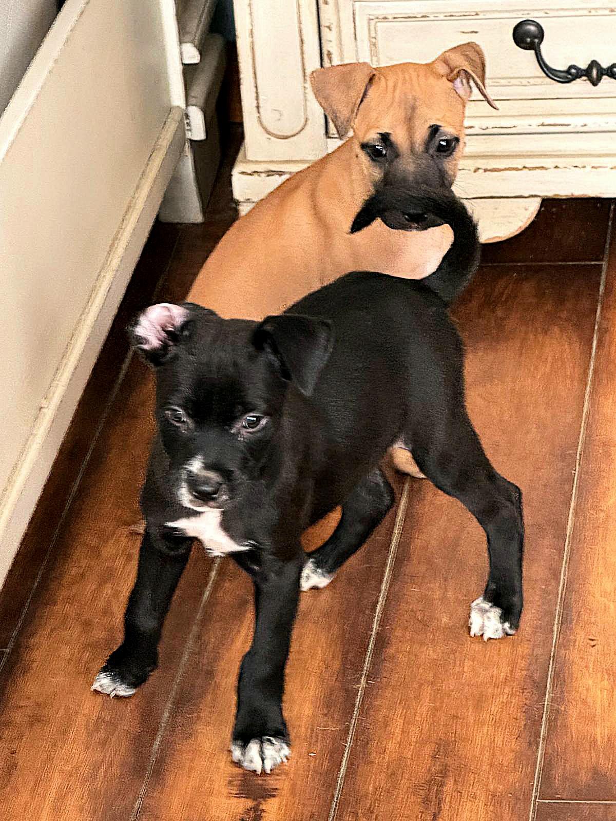 CANNOLI "In NY: Foster &/or Forever Home Needed!", a Adoptable mixed breed in New York, NY image 3/5