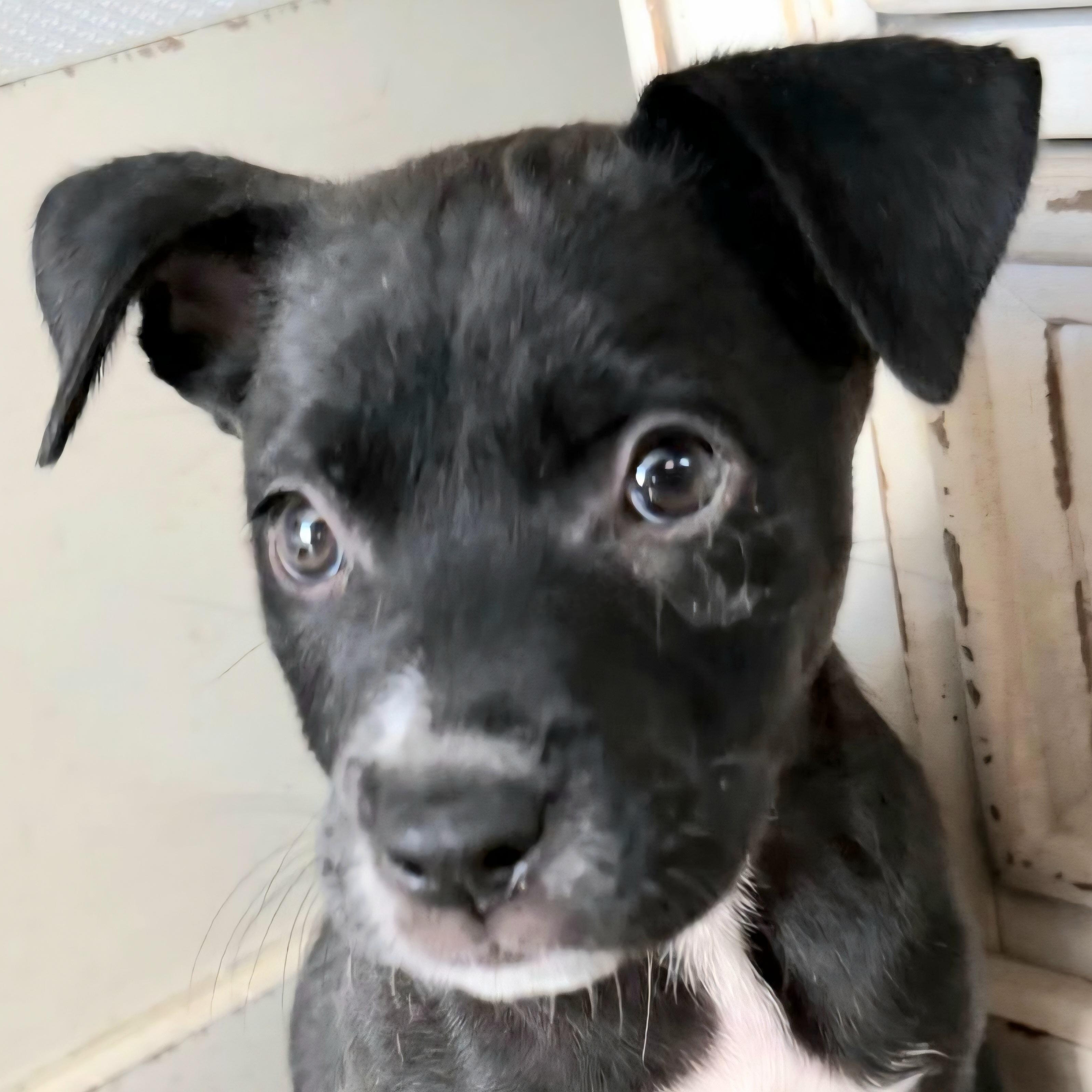 CANNOLI "In NY: Foster &/or Forever Home Needed!", a Adoptable mixed breed in New York, NY image 1/5