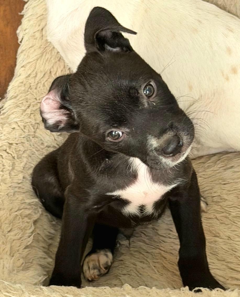 CANNOLI "In NY: Foster &/or Forever Home Needed!", a Adoptable mixed breed in New York, NY image 5/5