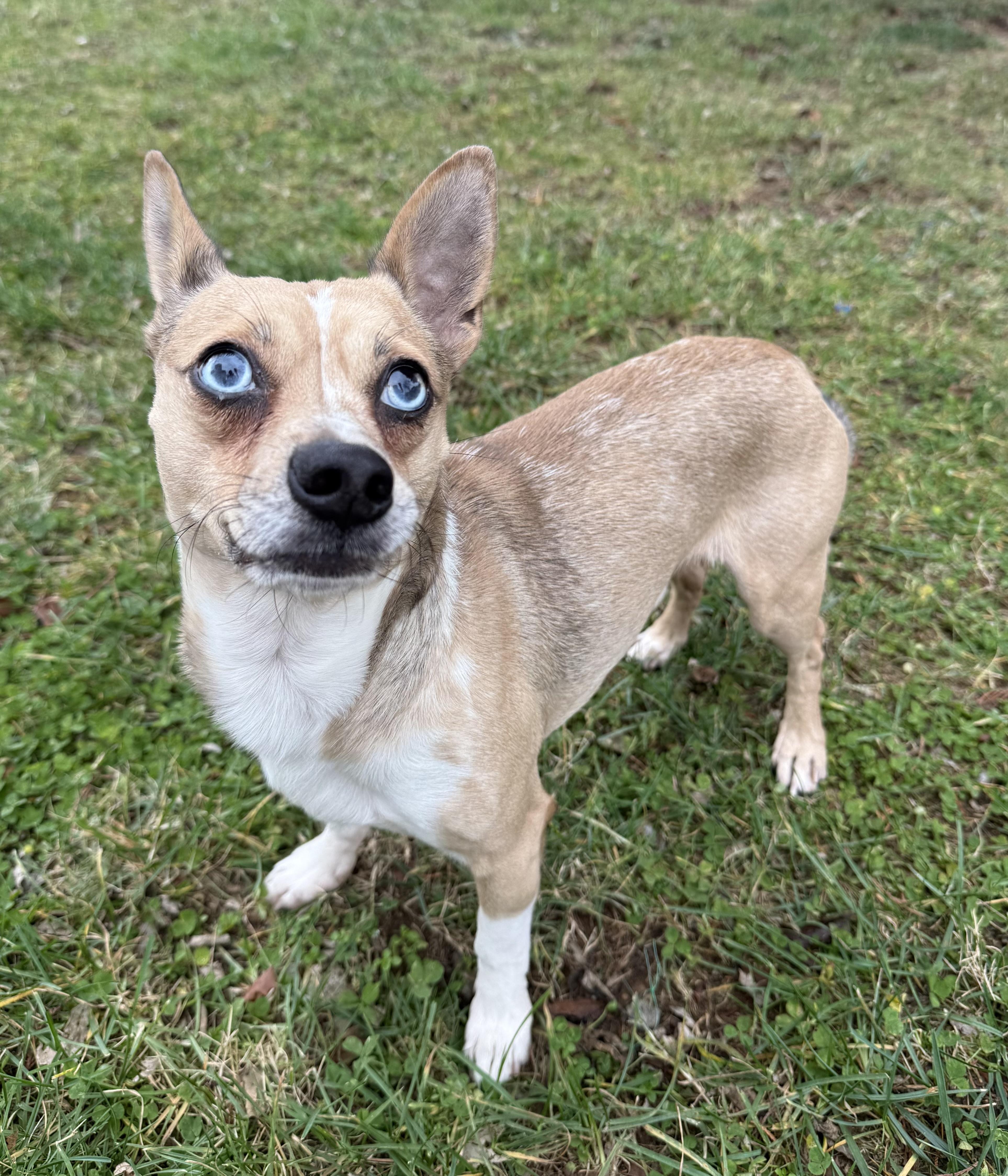 Enlarge Julian, a Adoptable mixed breed in Catlett, VA image 3/3