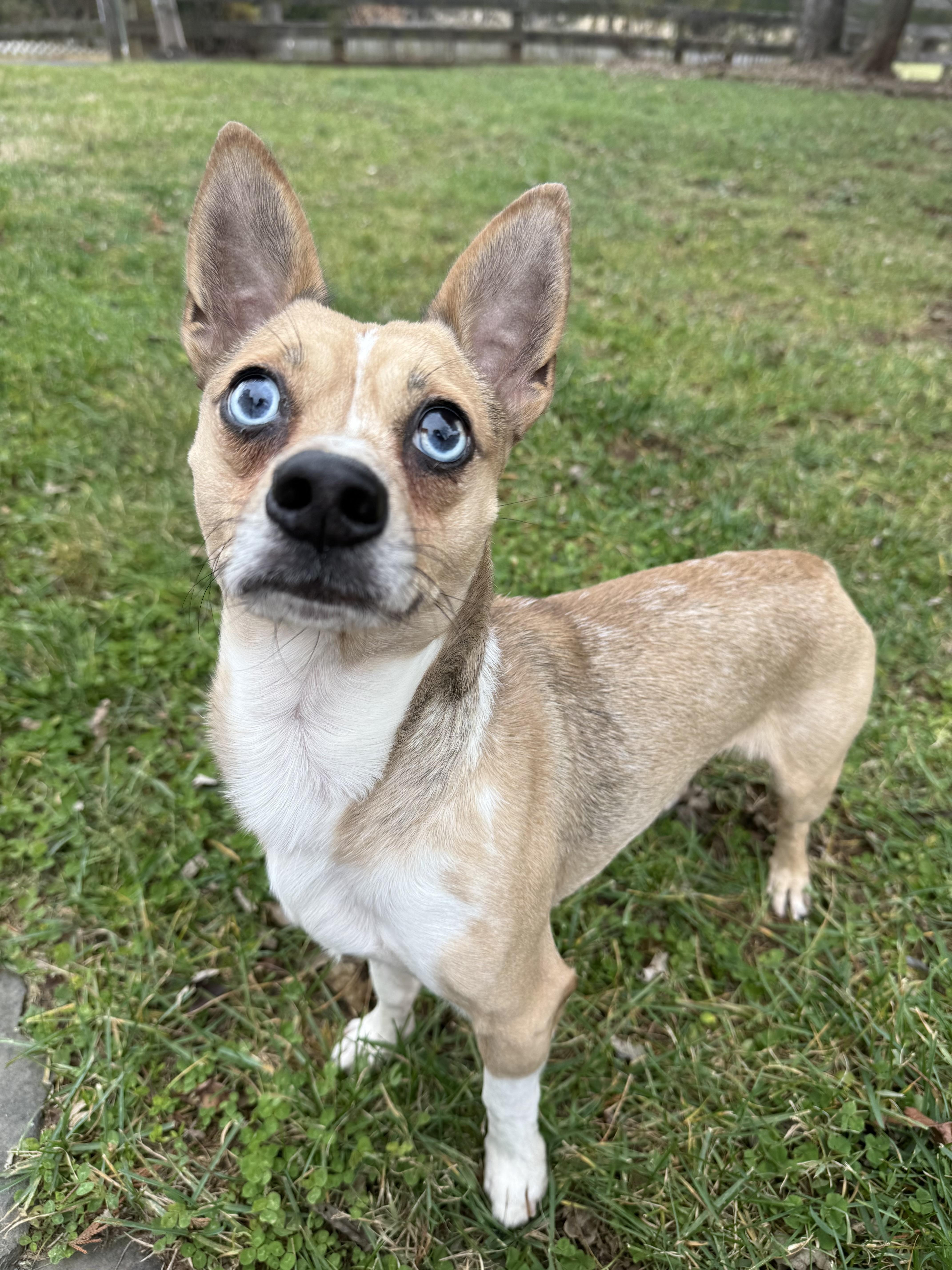 Enlarge Julian, a Adoptable mixed breed in Catlett, VA image 1/3