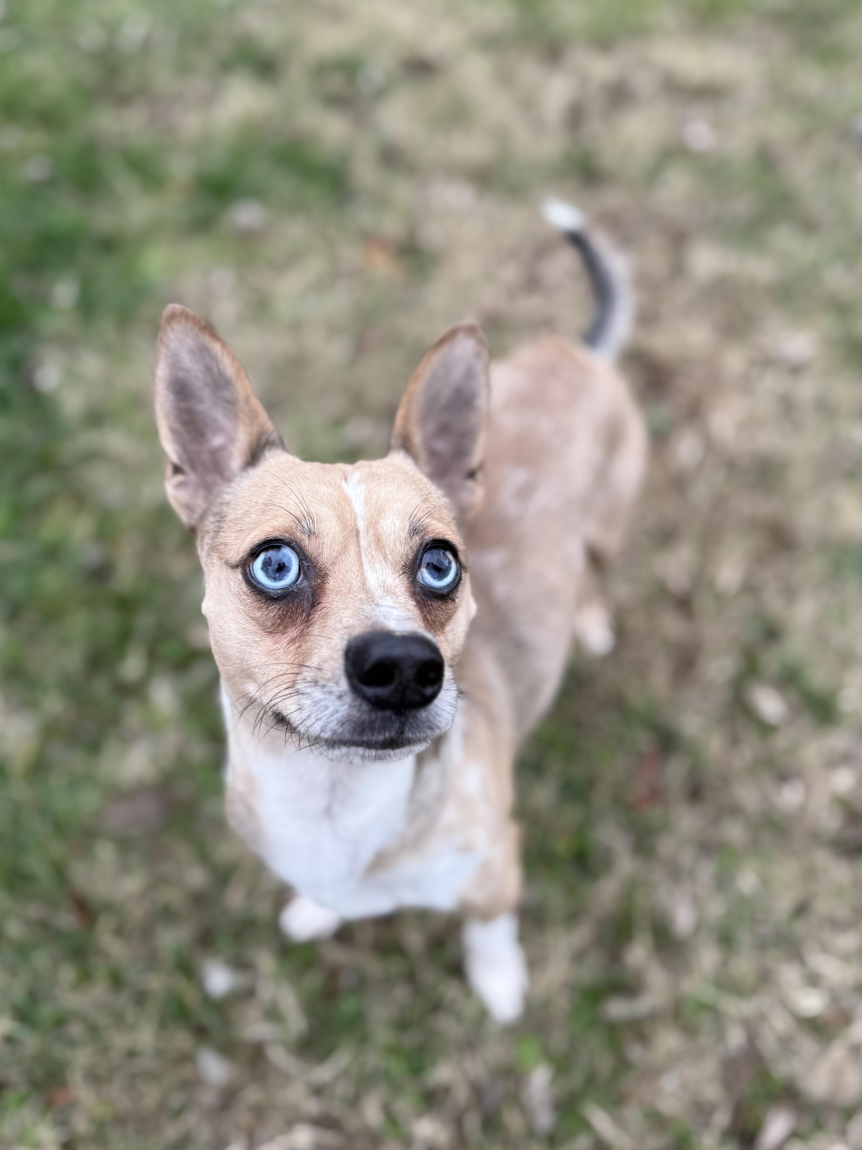 Enlarge Julian, a Adoptable mixed breed in Catlett, VA image 2/3