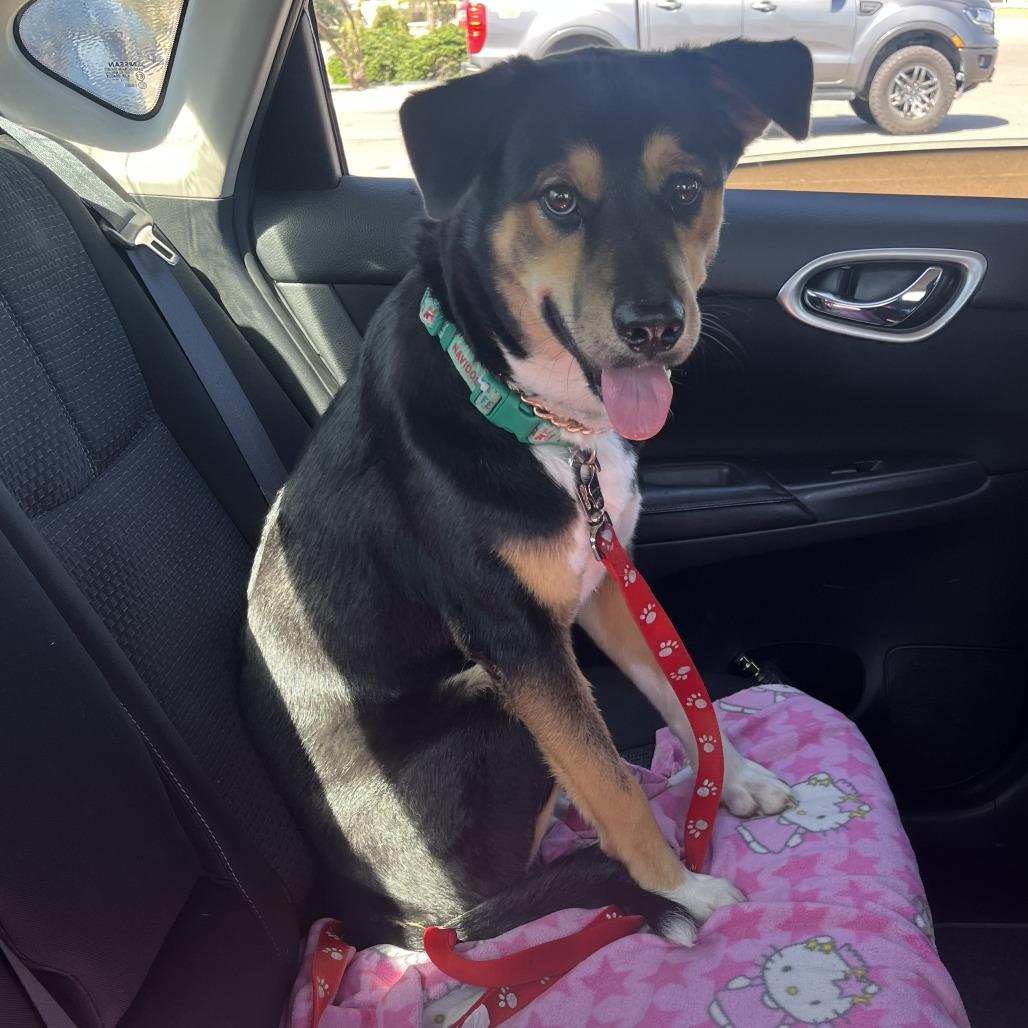 Enlarge Leo, a Adoptable Shepherd in Edinburg, TX image 1/2